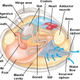 Illustration for article titled This clam isnt actually licking a table, is it?